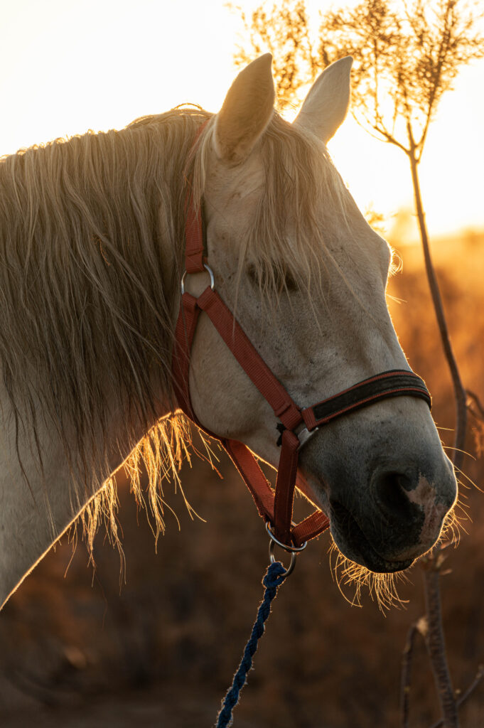 Cavallo grigio al tramonto, foto di Francesca Avventi