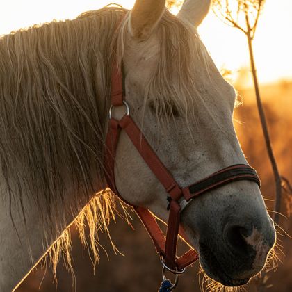 Cavallo grigio con capezza al tramonto