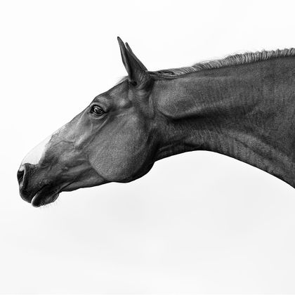 Testa di cavallo in bianco e nero